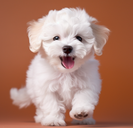 Poochon Puppies For Sale - Pilesgrove Pups